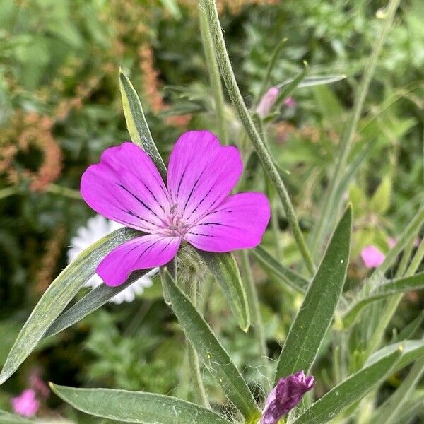 Agrostemma githago Blomst