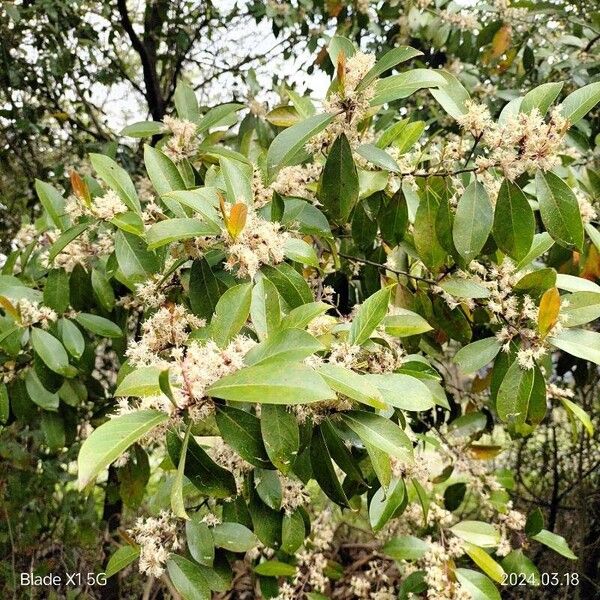 Prunus caroliniana Blüte