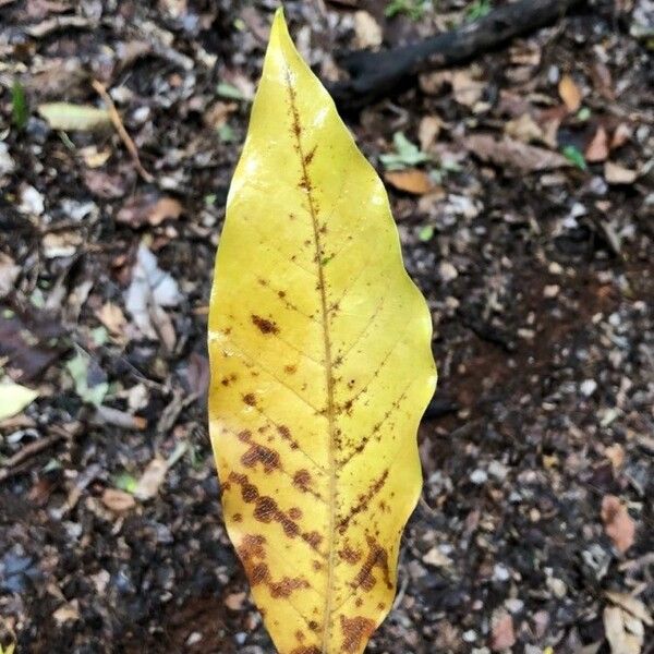 Magnolia champaca Levél