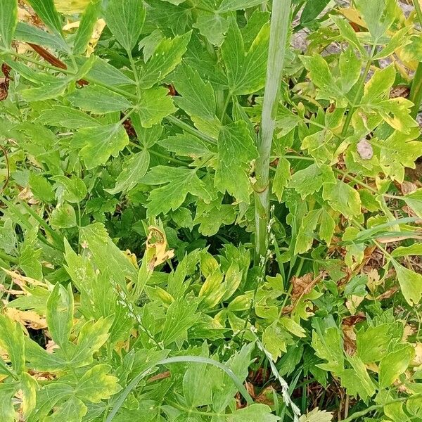 Apium graveolens Leaf