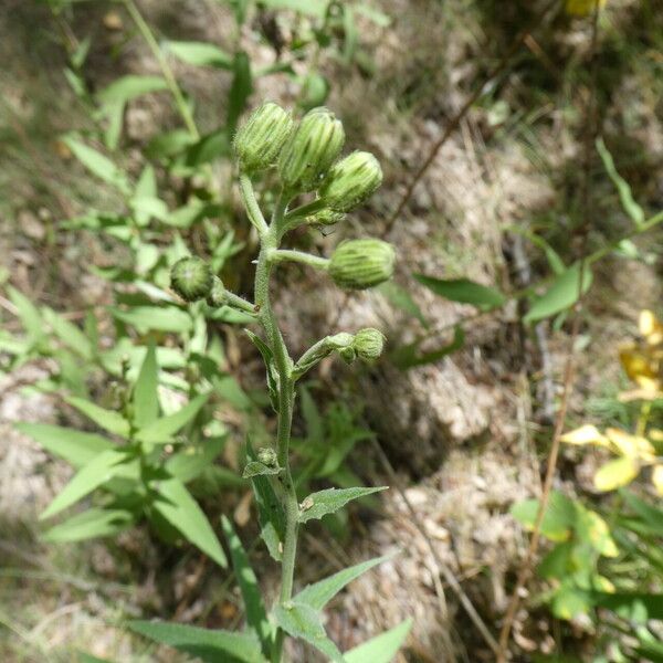 Hieracium umbellatum Žievė