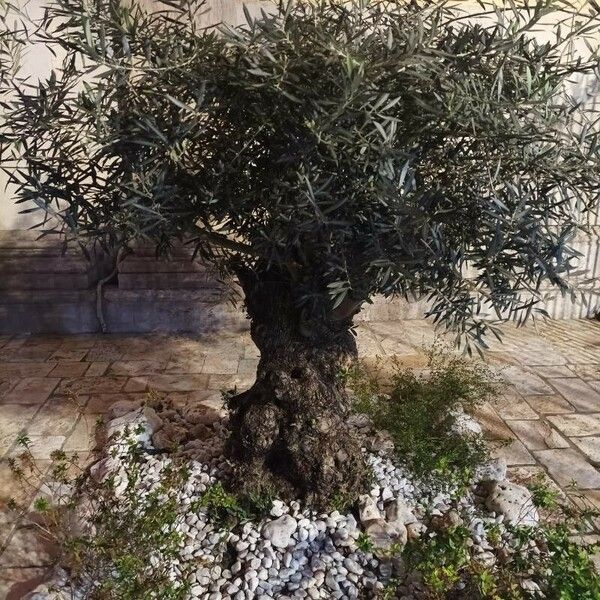 Olea europaea Hàbitat