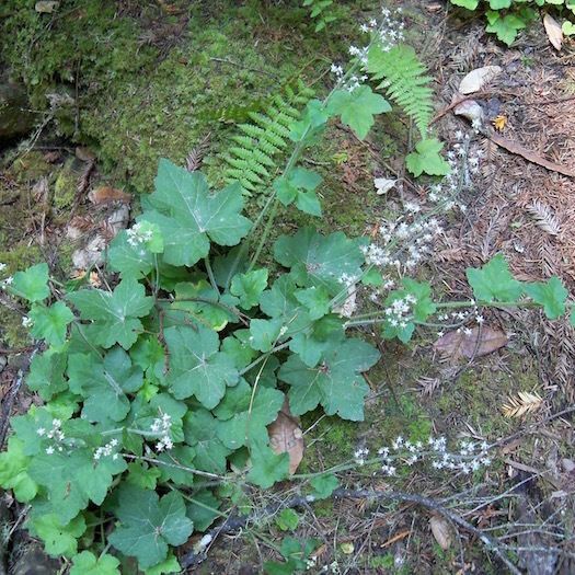 Tiarella trifoliata 整株植物