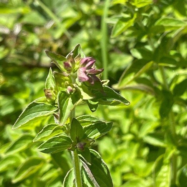 Origanum vulgare Levél