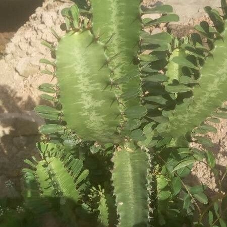 Euphorbia trigona Blad