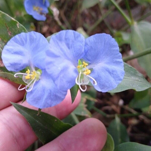 Commelina erecta Цвят