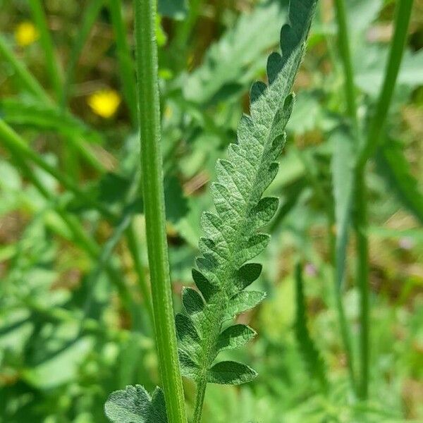 Erigeron strigosus 葉