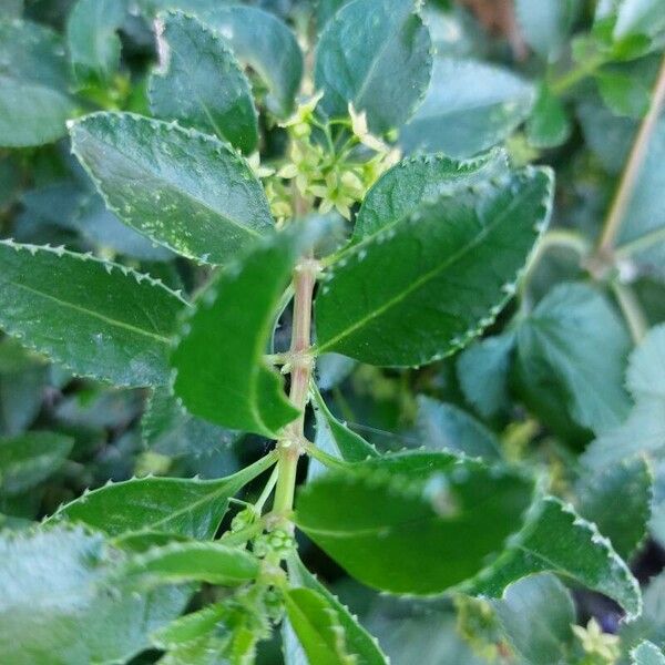 Rubia fruticosa Leaf