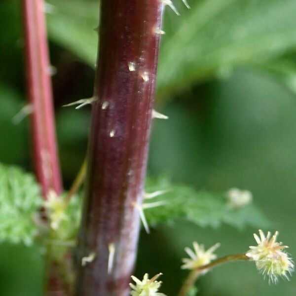 Urtica pilulifera 树皮