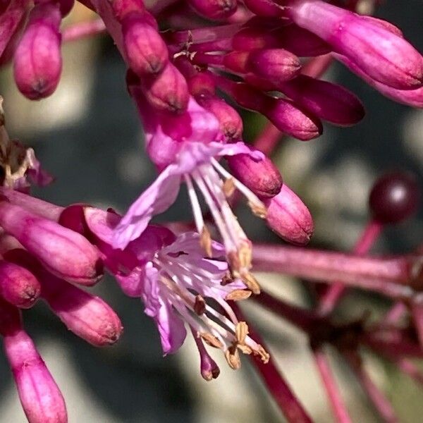 Fuchsia paniculata Flower