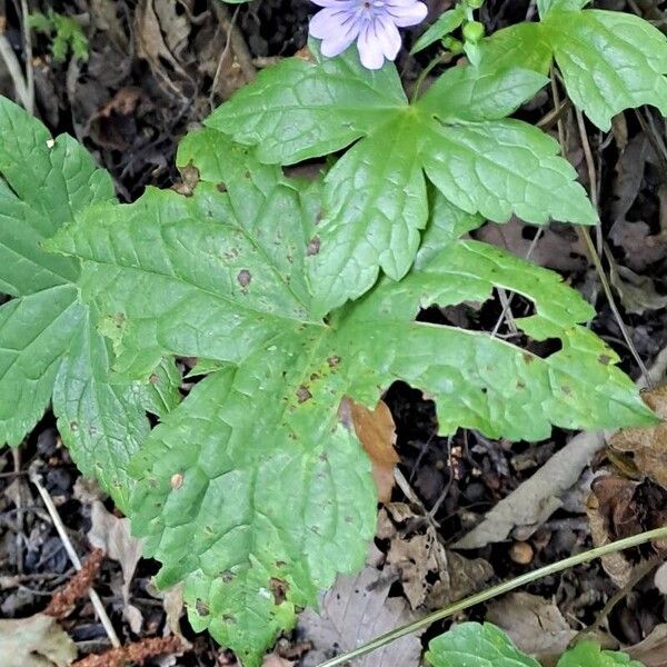 Geranium nodosum Leaf