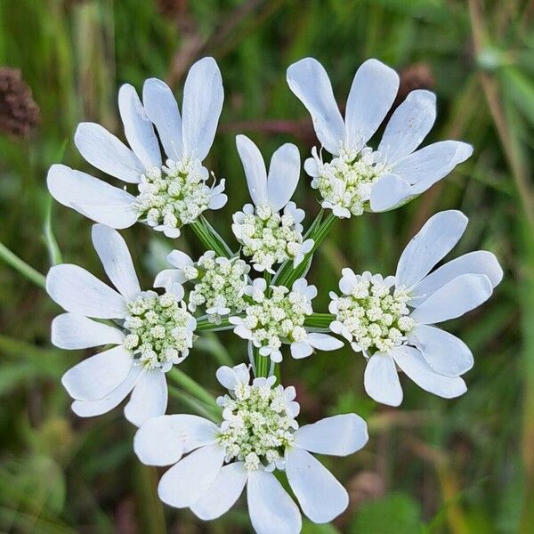 Orlaya grandiflora Kwiat