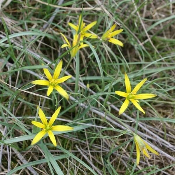 Gagea pratensis Blomma