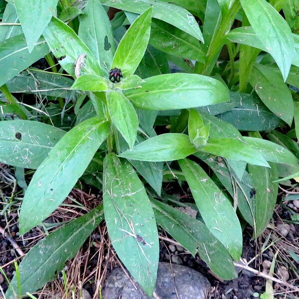 Centaurea montana 葉