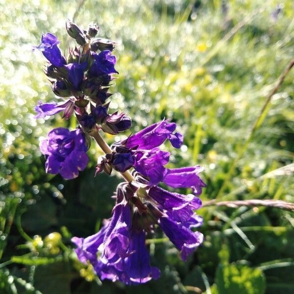 Horminum pyrenaicum Flower