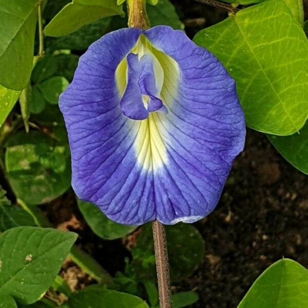 Clitoria ternatea ফুল