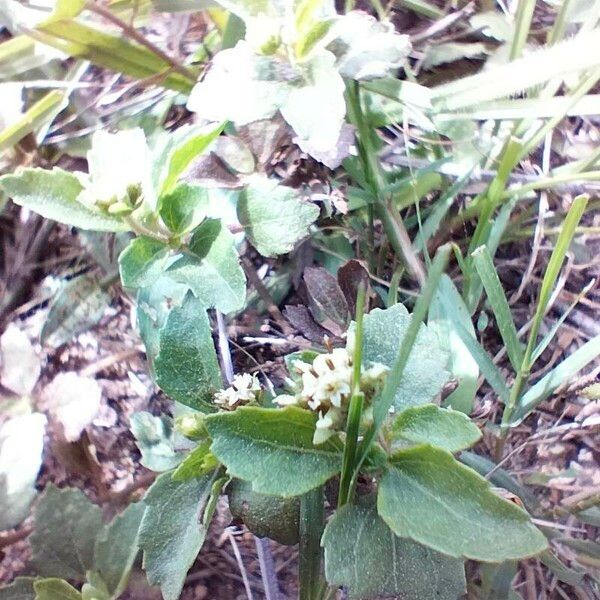 Acanthospermum australe Virág