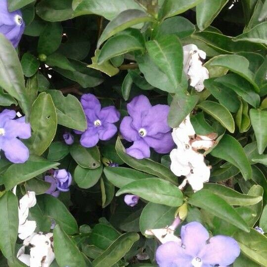 Brunfelsia uniflora Flower