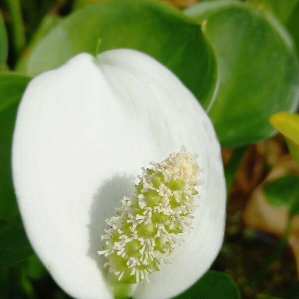 Calla palustris Çiçek