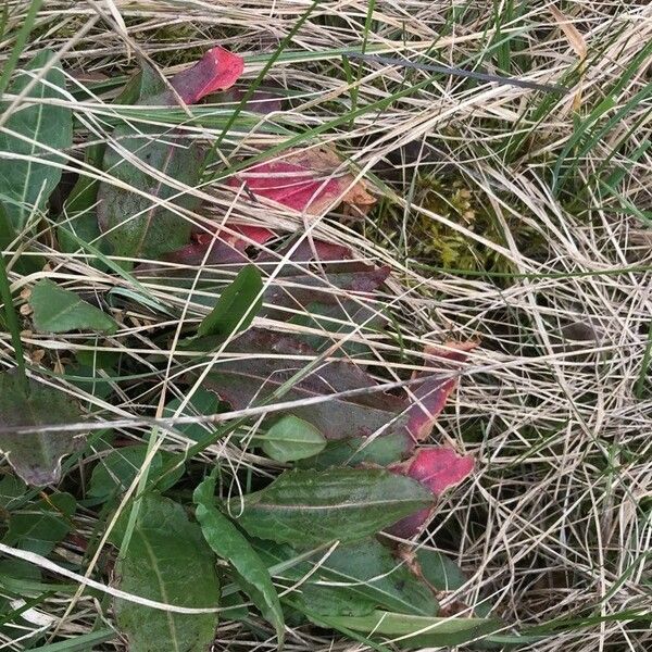 Rumex aquaticus Folio