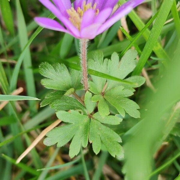 Anemone blanda Лист