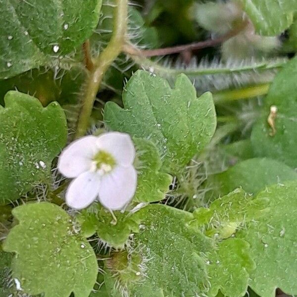 Veronica cymbalaria പുഷ്പം