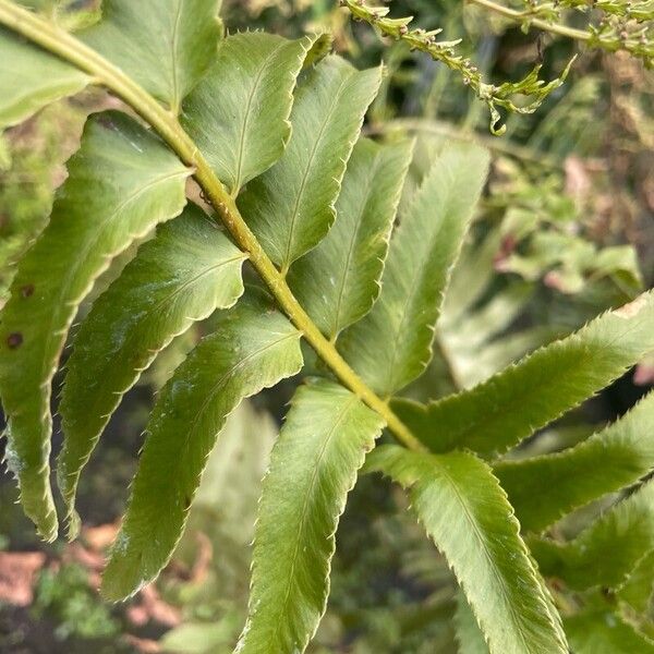 Polystichum munitum Ліст