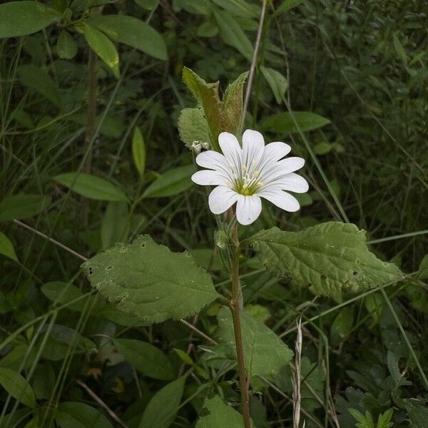 Cerastium alpinum Flor