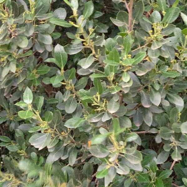 Rhamnus alaternus Blad