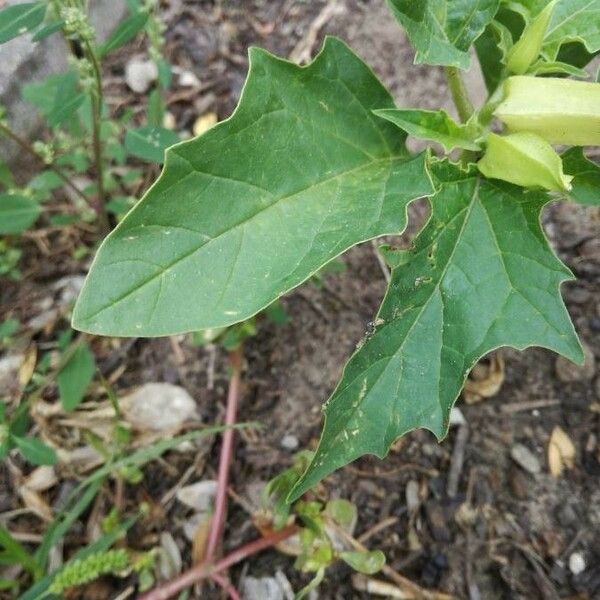 Datura stramonium 葉