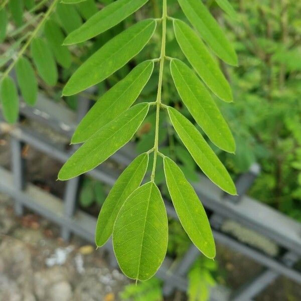 Amorpha fruticosa पत्ता