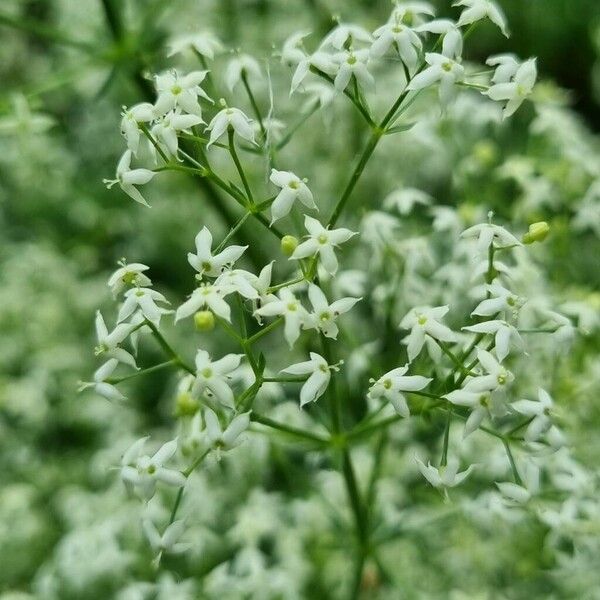 Galium album Flor