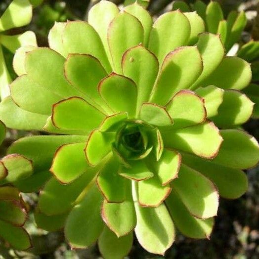 Aeonium arboreum Φύλλο