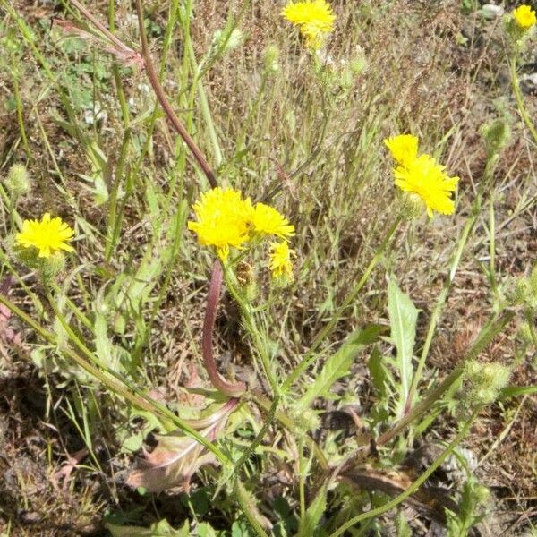 Crepis setosa Floare