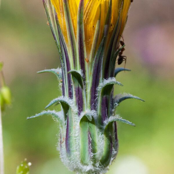 Agoseris retrorsa Flor