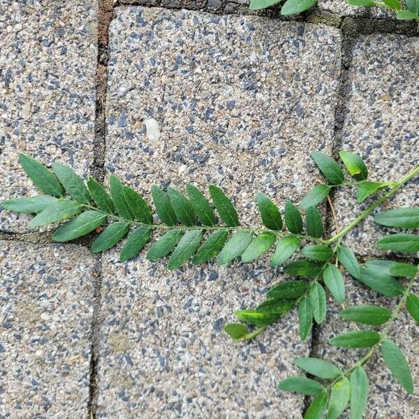 Gleditsia triacanthos Blatt