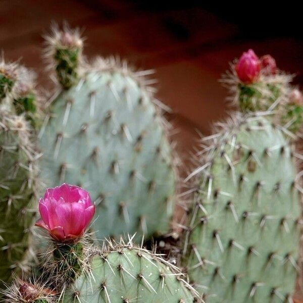 Opuntia polyacantha Folla