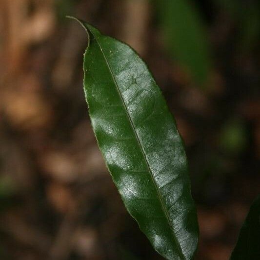 Eschweilera chartaceifolia List