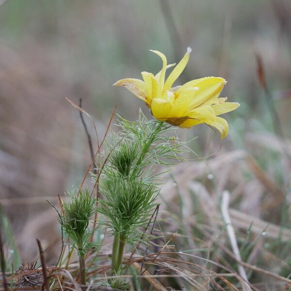 Adonis vernalis Flower