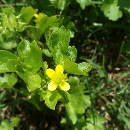 Ranunculus muricatus Virág