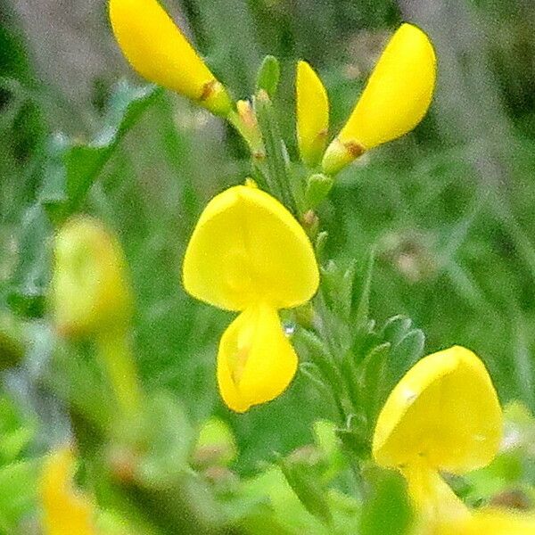 Genista pilosa Çiçek