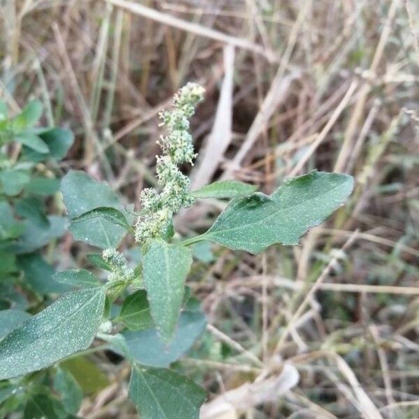 Chenopodium album 葉