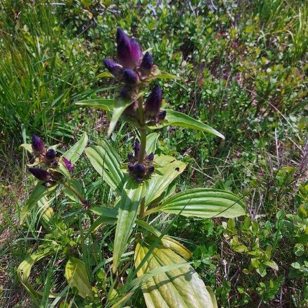 Gentiana pannonica Habit