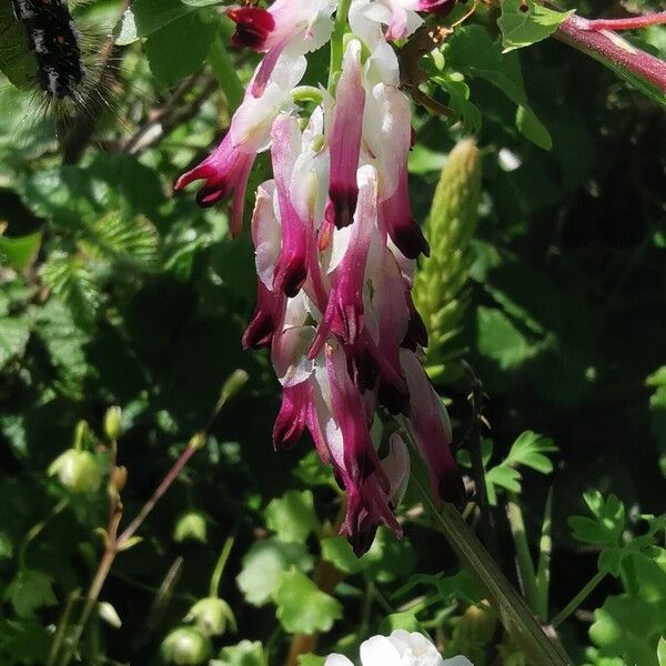 Fumaria bastardii Flower