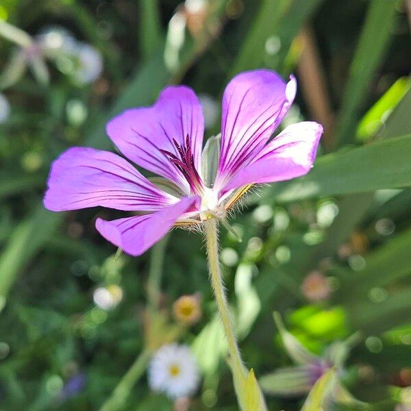 Geranium palustre Flower