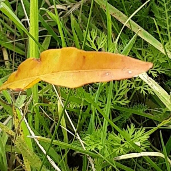 Persicaria lapathifolia Leaf