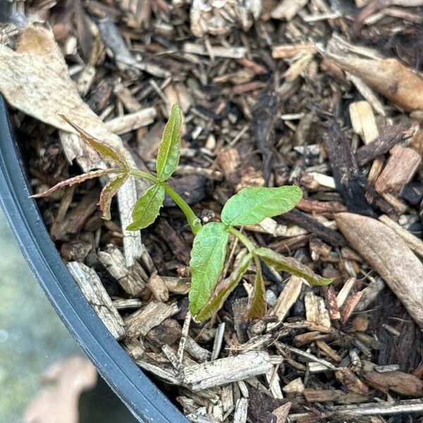 Juglans californica Leaf