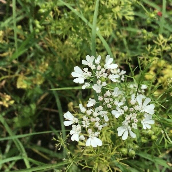 Coriandrum sativum Λουλούδι