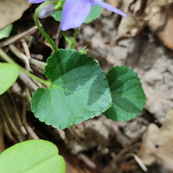 Viola reichenbachiana 叶