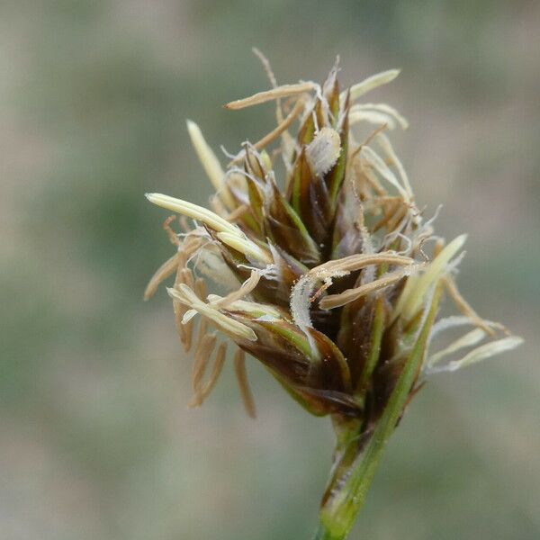 Carex stenophylla Õis